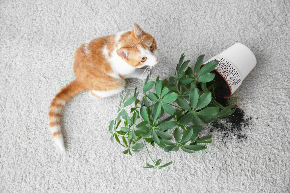 Carpet care | Rugs Rolls and More